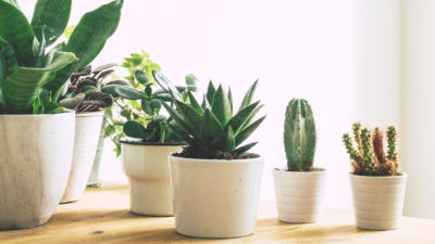 Assortment of cacti